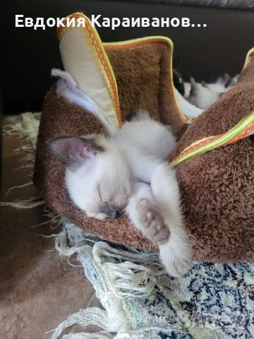 Сиамски котета , снимка 3 - Сиамска - 55056766
