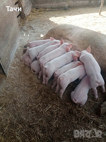продавам 