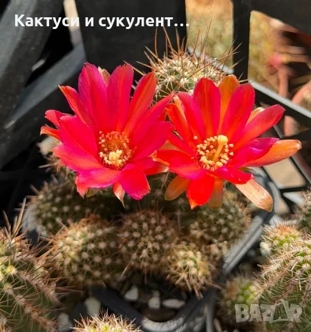Кактус Chamaecereus hyb cv. Inca Sunset