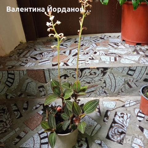 стайни цветя 