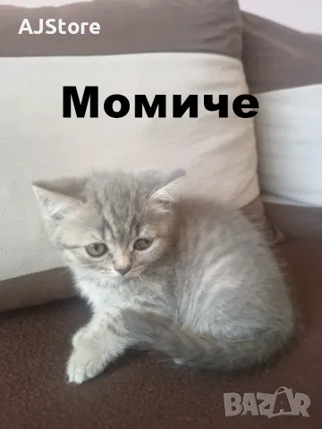 Шотландски и британски котета, снимка 3 - Британска късокосместа - 55217679
