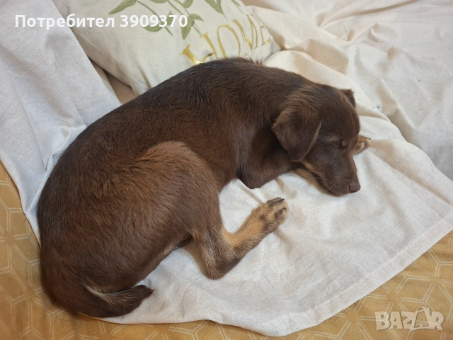 Подарявам малко сладко кученце, снимка 3 - Други - 55150996