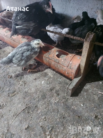 Черен австралорп, кафяв доминант.И смесени снасящи сини и зелени яйца., снимка 2 - други­ - 53830777