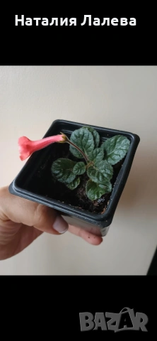 Мини синингия, sinningia Amigo fide, снимка 2 - Стайни растения - 54288152