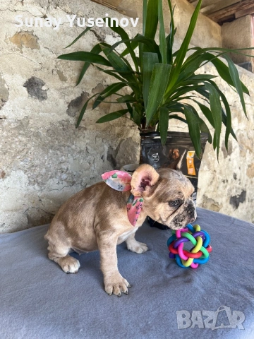 Френски булдочета мерлета(флъфи ген), снимка 14 - Френски булдог - 54108361