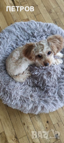 ПРОДАВАМ Той пудел (Toy Poodle), снимка 2 - Пудели - 53890123