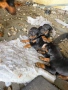 Доберман на 3 месеца ваксина и паспорт doberman, снимка 1