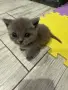 Британски късокосмести момиченца, снимка 5