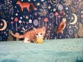 Коте за осиновяване, снимка 5
