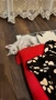  Мъжко коте, снимка 3