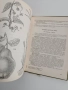Нашите лекарствени растения ( част 1 ), снимка 4