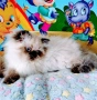 Хималайско момиче , снимка 10