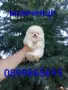 Миниатюрно бяло мини момче. Мини Померан., снимка 1