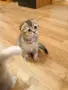 🐾 Чистокръвни котенца Scottish Fold – Golden & Silver 🐾, снимка 4