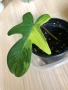 Philodendron Florida Beauty , снимка 2