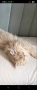 Британска котка  лилаво злато, снимка 6