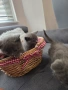 Шотландски и британски котета, снимка 2