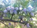 Продавам сини сливи ,, Стенлей ", снимка 4