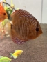Продавам 3 красиви дискуса, снимка 1