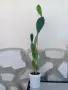 Пет годишни кактуси., снимка 2