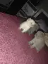 Британски котенца, снимка 11
