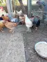 Кокошки ярки, уоман барун, брама, бял легхорн и селски кокошки, снимка 10