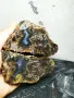 Продавам ахати на добра цена, снимка 3