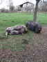 виетнамски прасенца, снимка 7