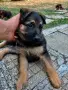Немски Овчарки, Немска Овчарка. , снимка 5