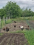 🥚 Домашни яйца от свободно отглеждани кокошки – Пловдив 🐓 , снимка 11