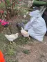 Пилета Кокошки малки, снимка 2