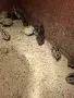 Новоизлюпени пъдпъдъци София , снимка 3