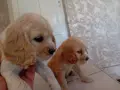 Американски кокер шпаньоли, снимка 2