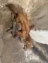 Продавам препарирана невестулка, снимка 1