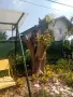 Продажба на ствол на орех и пънчета , снимка 2