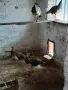 Продавам индийски пауни, снимка 4