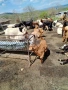 Продавам Кози и ярета, снимка 3