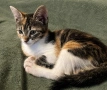 Подарявам котенца, снимка 2