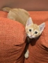 Супер котета британчета!!!, снимка 2