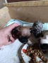 Френски булдог , снимка 4