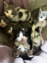 Подарявам малки котенца на  1 месец, снимка 1