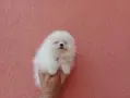 Померани ! Реални снимки от днес !, снимка 8