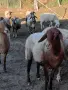 овце, кочове, агента , снимка 6