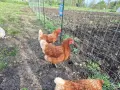 Иса Браун на една година, 6 бр. в повече, снимка 1