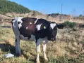 Продавам крави и телета , снимка 1
