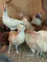 Декоративни кокошки различни породи, снимка 5