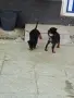 Малки кучета,на 3месеца , снимка 3
