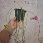 Комплект Цветя Детелини, снимка 8