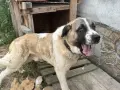алабай микс спешно търси дом, снимка 3