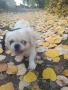 Женски пекинезчета – черни и бели, снимка 12